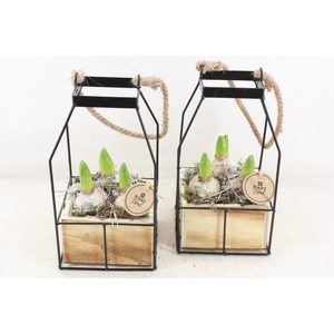 arr4 Hyacint PL - Lantaarn 4kant