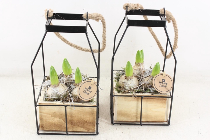 <h4>arr4 Hyacint PL - Lantaarn 4kant</h4>