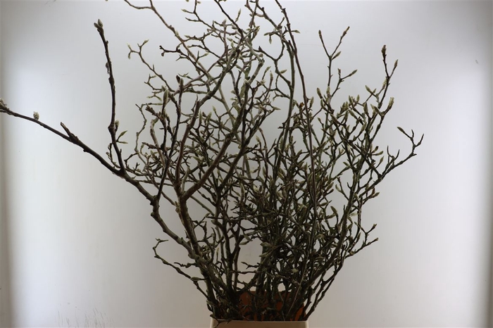 <h4>Magnolia Grandiflora Grillig P Stem</h4>