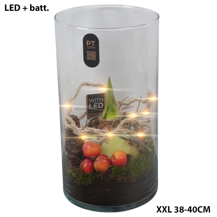 <h4>Arr.  Hippeastrum  H%</h4>