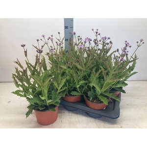 VERBENA RIGIDA P17