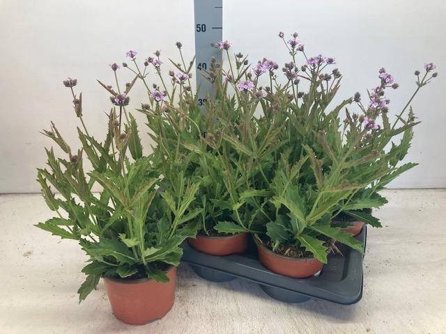 <h4>VERBENA RIGIDA P17</h4>