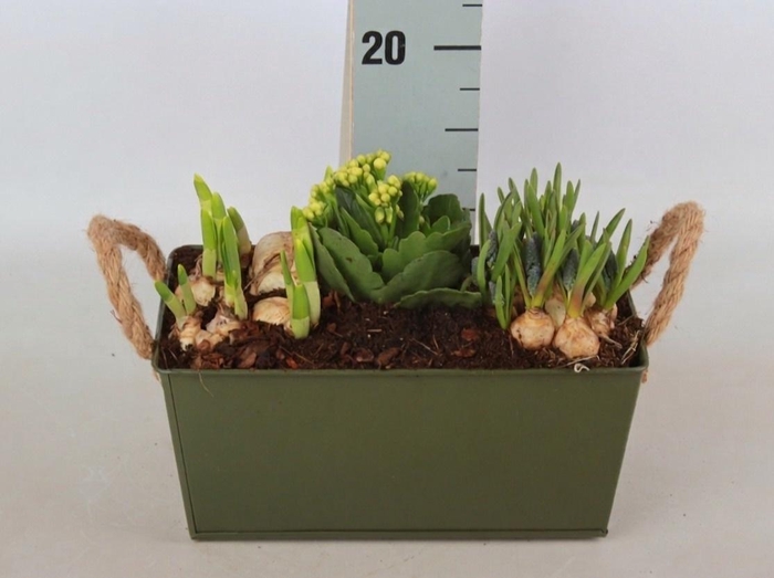 <h4>ARR BOL KNOLGEWAS</h4>