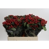 Hypericum True Romance