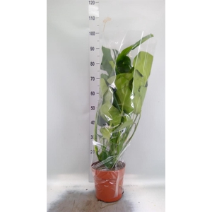 Monstera delic.