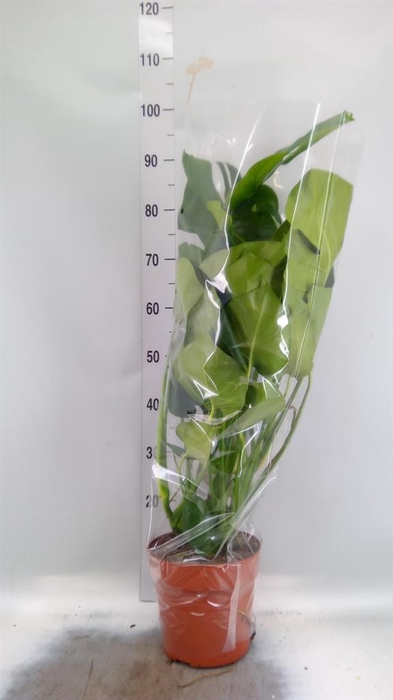 <h4>Monstera delic.</h4>