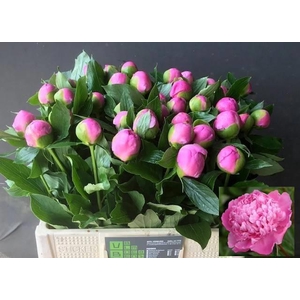 PAEO L MR JULES ELIE