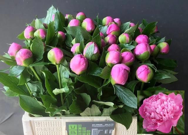 <h4>PAEO L MR JULES ELIE</h4>