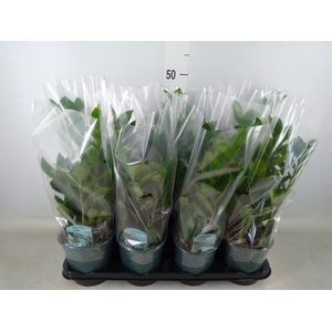 Zamioculcas zamiifolia