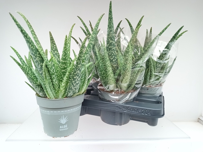 <h4>ALOE VERA</h4>