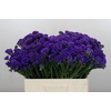 Limonium sinuatum Navy Sun Birds