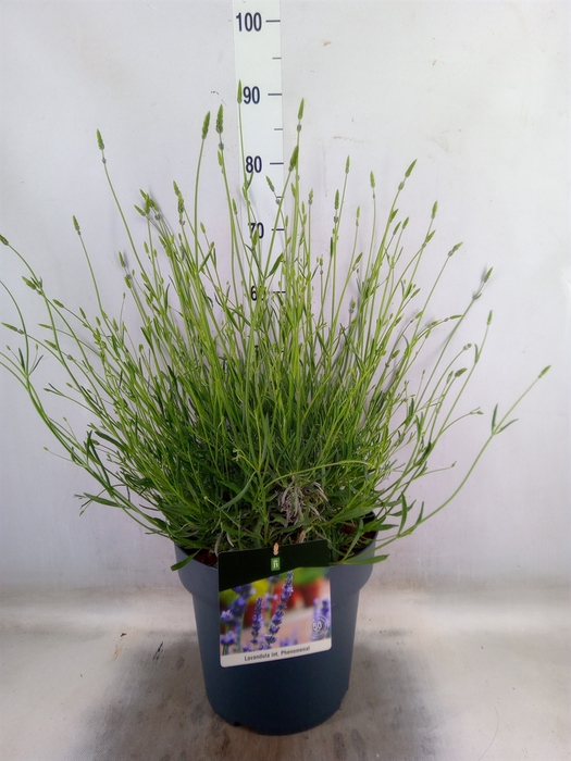 <h4>Lavandula interm. 'Phenomenal'</h4>