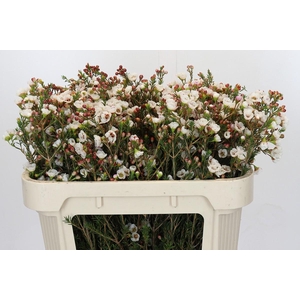 Chamelaucium Moonlight Delight