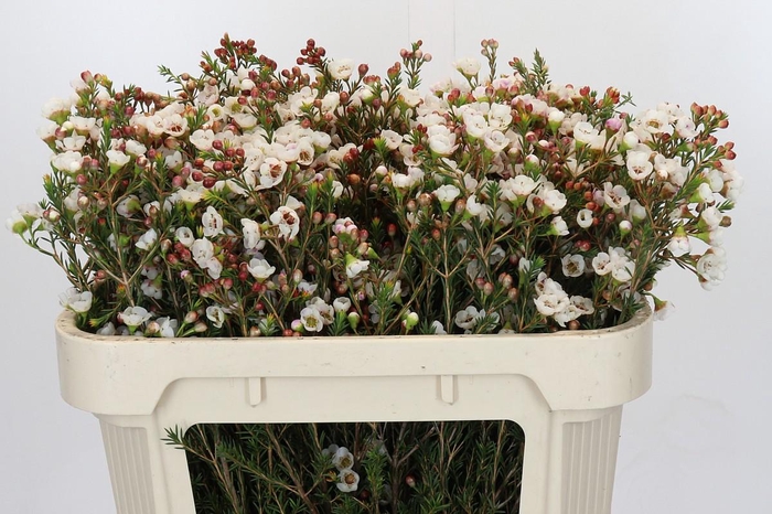 <h4>Chamelaucium Moonlight Delight</h4>