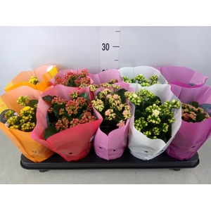 Kalanchoe blos. 'Perfecta'  ..mix 5