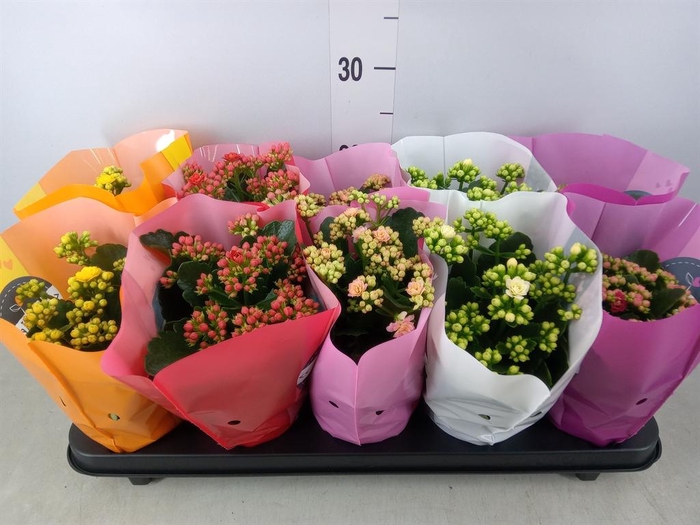 <h4>Kalanchoe blos. 'Perfecta'  ..mix 5</h4>