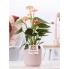 Anthurium pink (Spirit) in P&PURE Sophie cer. pink with heart