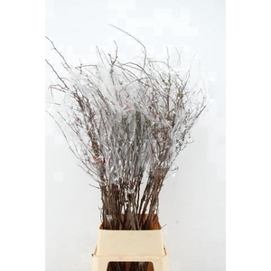 CHAENOMELES SUPERBA PINK 130CM