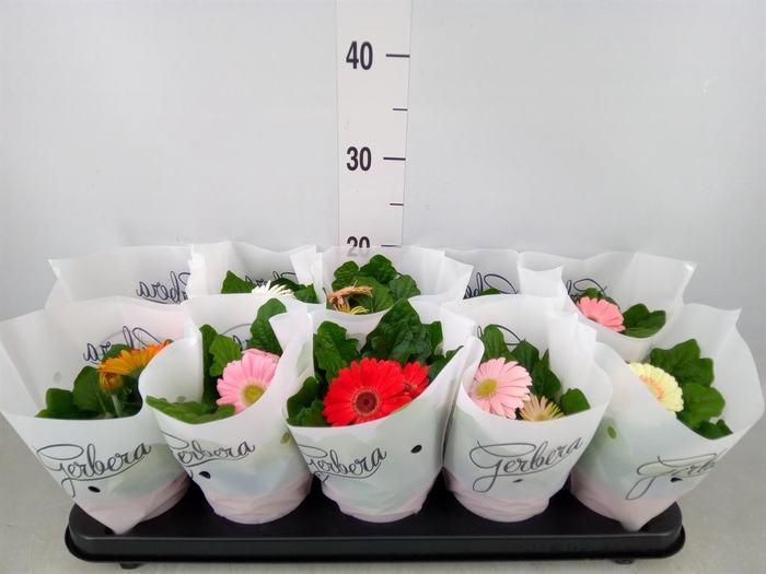 <h4>Gerbera   ...mix</h4>
