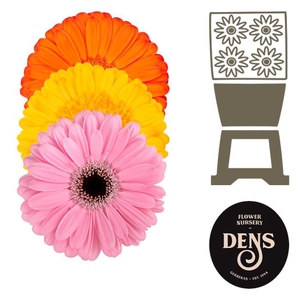 Gerbera Mix 4 kleuren Diamond