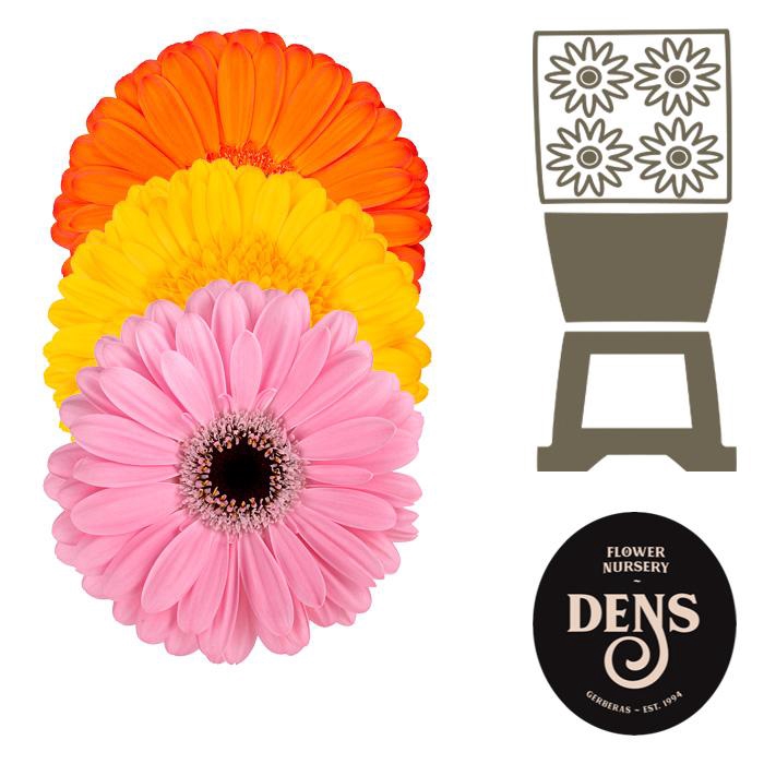 <h4>Gerbera Mix 4 kleuren Diamond</h4>