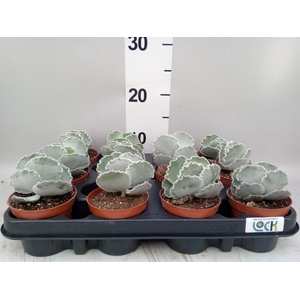 Cotyledon undulata