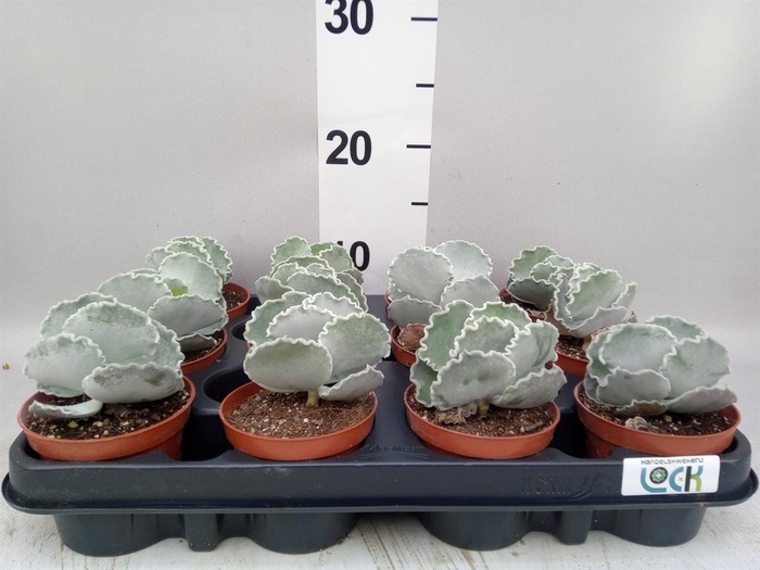 <h4>Cotyledon undulata</h4>