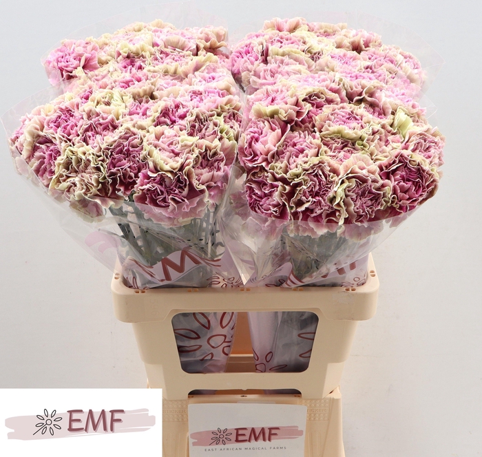 <h4>Di St Antigua</h4>