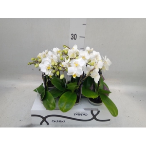 Phalaenopsis   ...mini