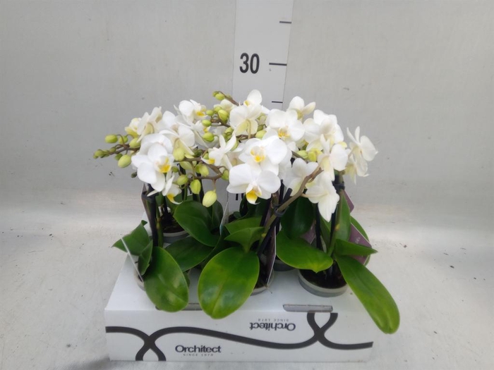 <h4>Phalaenopsis   ...mini</h4>
