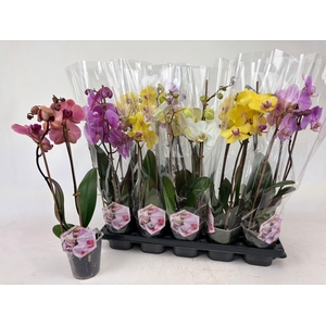 PHAL GEM