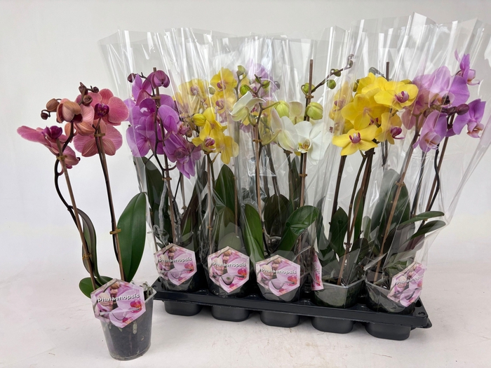 PHAL GEM