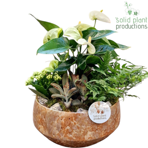 AT090 Sophia Medium Taupe Anthurium