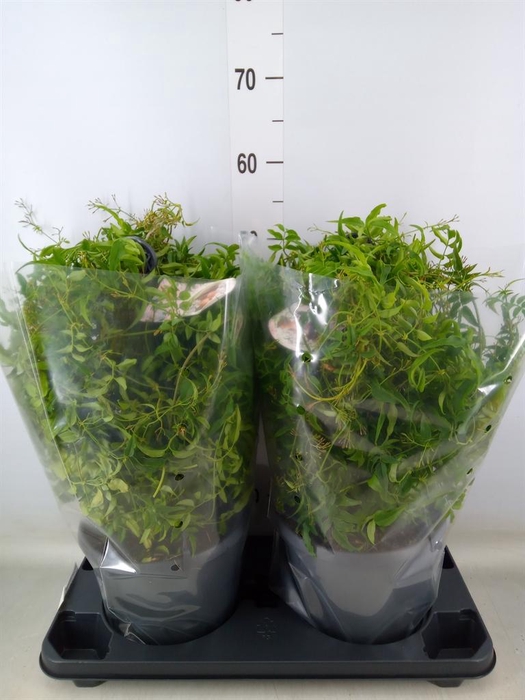 <h4>Jasminum polyanthum</h4>