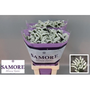 LIMONIUM SINUATUM 'SILVERY SUN BIR'