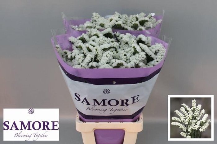 <h4>Limonium sinuatum 'Silvery Sun Bir'</h4>