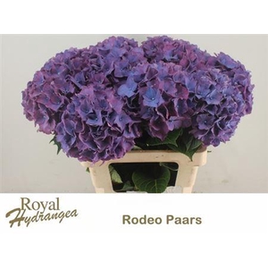 HYDR M CH RODEO PA