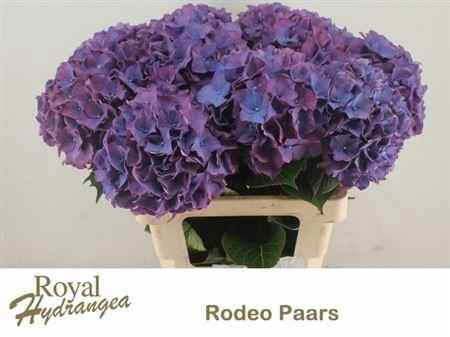 <h4>HYDR M CH RODEO PA</h4>