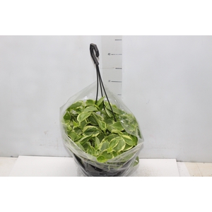 PEPEROMIA SCANDENS C21