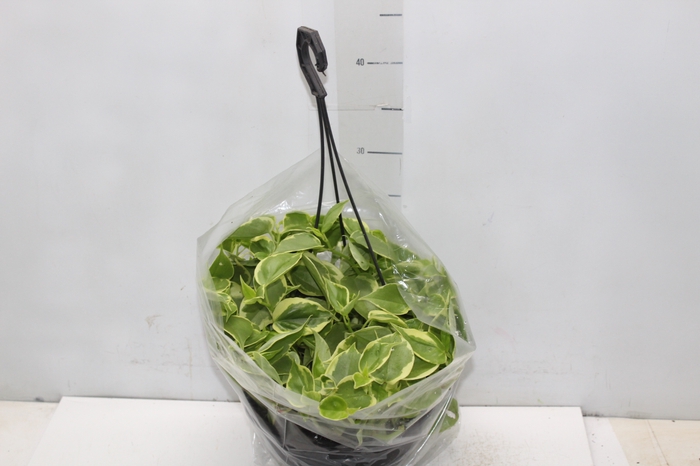 <h4>PEPEROMIA SCANDENS C21</h4>