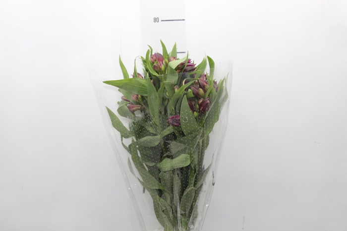 <h4>ALSTROEMERIA POMPEII 080 CM</h4>