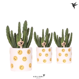 Kolibri Greens Stapelia Leendertziae in Smiley pot
