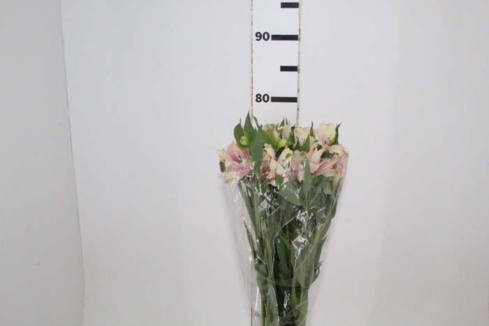 <h4>ALSTROEMERIA DIRTY DANCING 080 CM</h4>