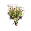 IMPERATA RED BARON P9
