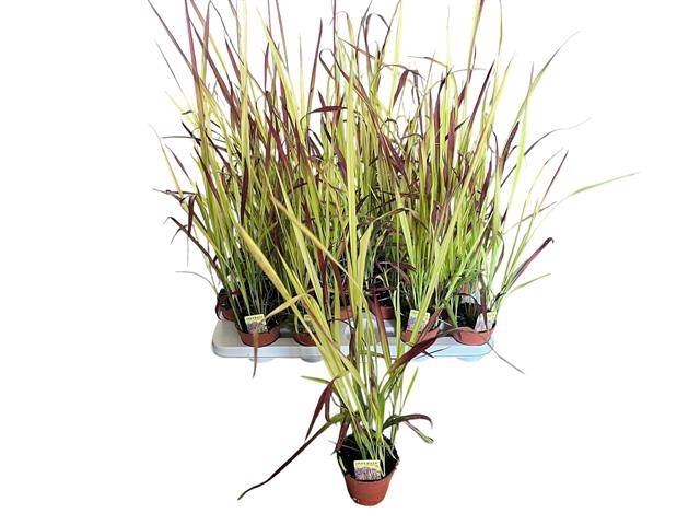 IMPERATA RED BARON P9