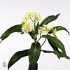 ASCL INC WHITE SUPER