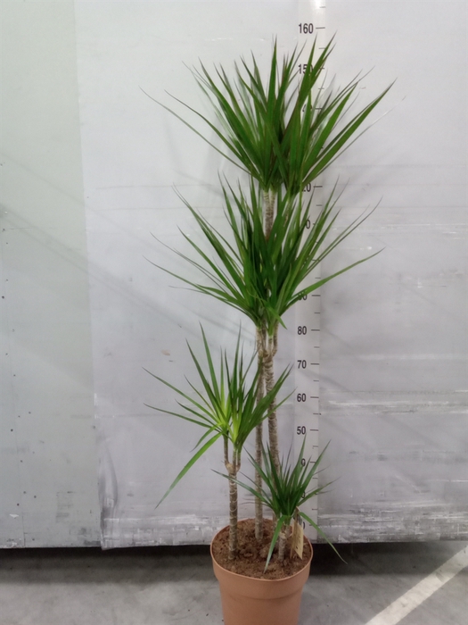 <h4>Dracaena marg.</h4>