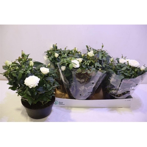 arr8 Ro Fav Ro White