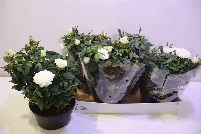 <h4>arr8 Ro Fav Ro White</h4>