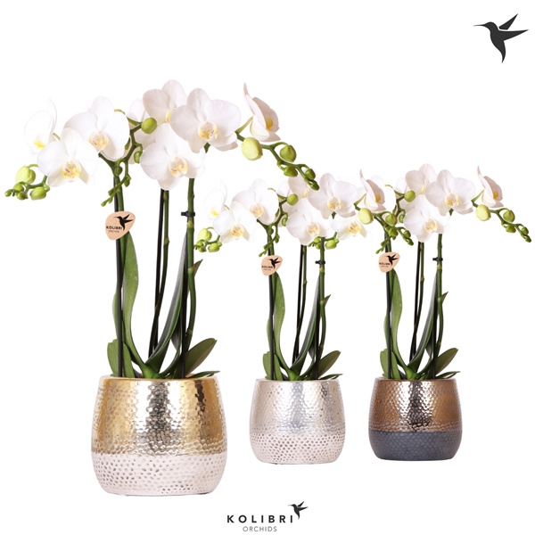 <h4>Kolibri Orchids Phalaenopsis white 3 spike in Elite pot mix</h4>